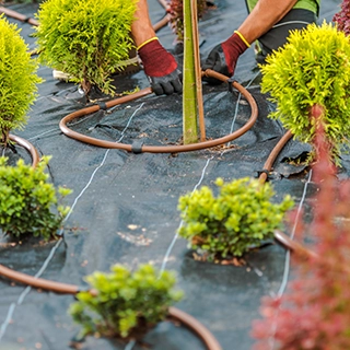 KSW Person wearing gloves adjusts irrigation tubing around small shrubs on black landscaping fabric. Denver Metro