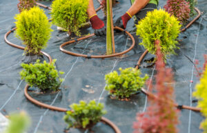 KSW A person in gloves and a green shirt is tending to young shrubs, placing them in a neatly arranged garden bed with black ground cover and a visible drip irrigation system, showcasing the benefits of professional landscaping design. Denver Metro